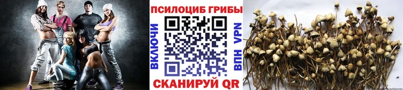 Галлюциногенные грибы Psilocybine cubensis наркошоп Черкесск